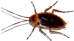 gif of a little brown cockroach