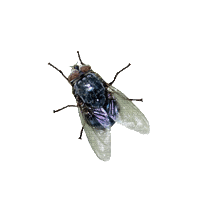 A little gif of a housefly buzzing.