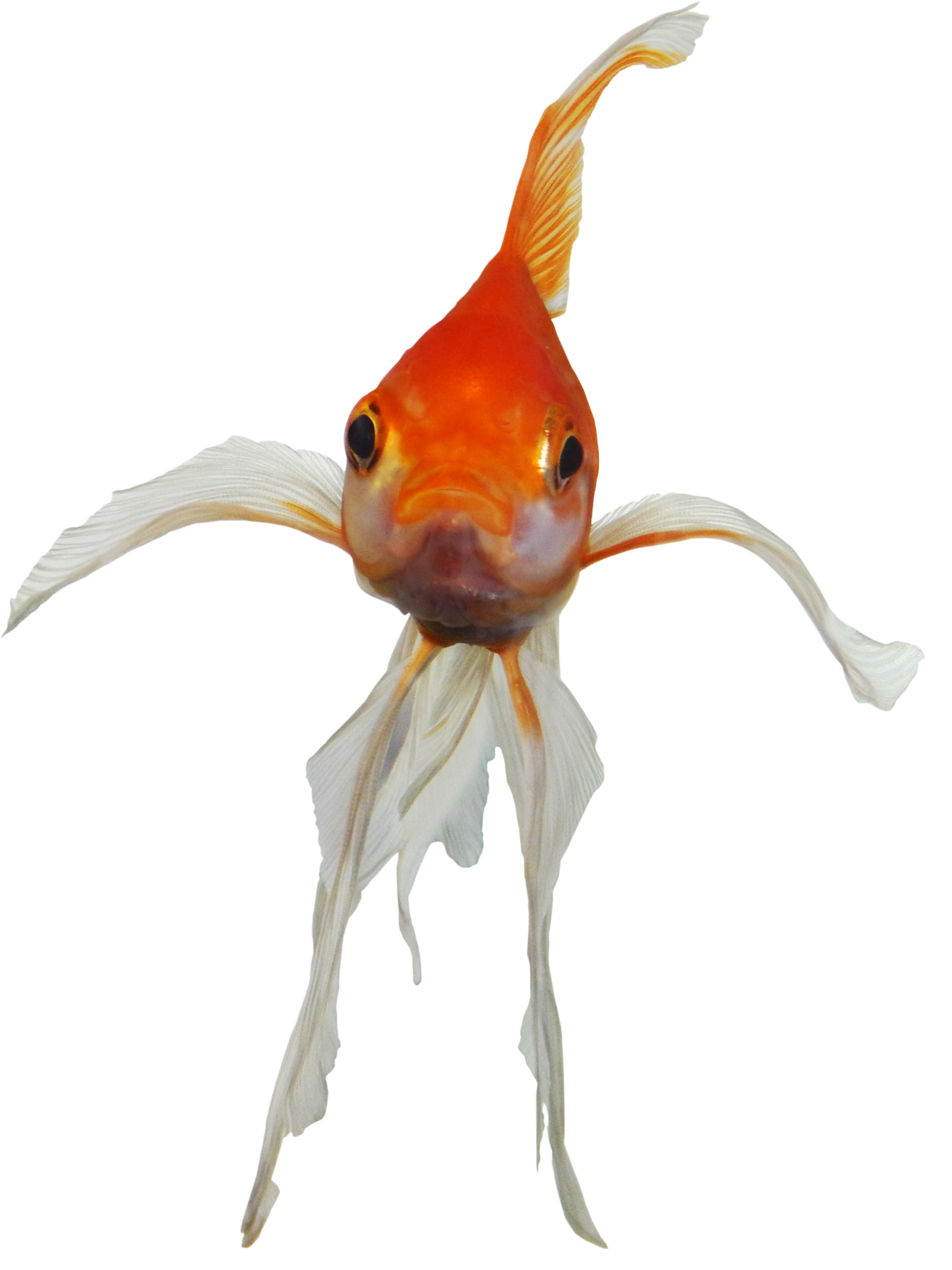 An orange goldfish with long fins facing the viewer. Links back to the home page.