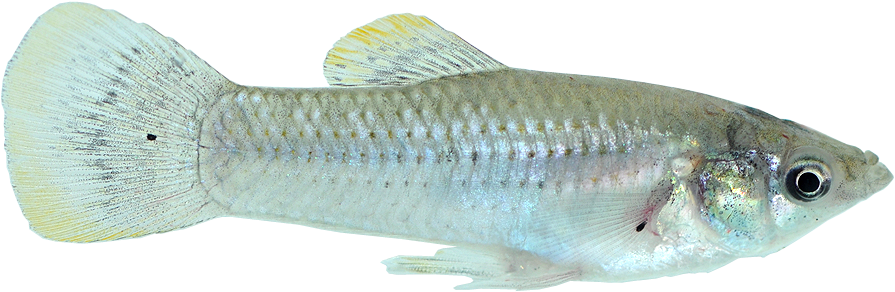 An atlantic molly- a small white fish with yellow accents on its top fin. Links to an aquarium page.