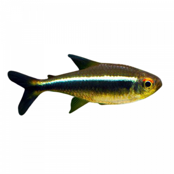 A zebra danio- a long blue fish with black scales and two white stripes along its body. Links back to an aquarium page.