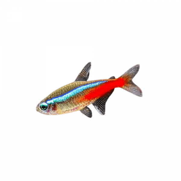 A neon tetra- a small light grey fish with a bright teal and a bright red stripe along its body. Links to an aquarium page.